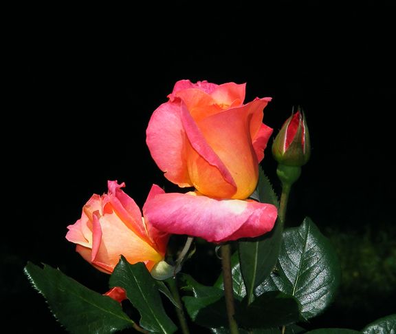 Hondo photo hon2013_06030082_zpsd6a4d6ea.jpg